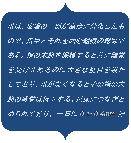 ��������: �܂́A�畆�̈ꕔ�����x�ɕ����������̂ŁA�܍b�Ƃ�����͂ޑg�D�̑��̂ł���B�w�̖��߂�ی삷��Ƌ��ɐG�o���󂯎~�߂�̂ɑ傫�Ȗ�ڂ��ʂ����Ă���A�܂��Ȃ��Ȃ�Ƃ��̎w�̖��߂̊��o�͒ቺ����B�܏��ɂȂ��Ƃ߂��Ă���A�����0.1~0.4mm�L�т邪�A�ܕ�g�D���j�󂳂��Ɛ�������邱�Ƃ��ł��Ȃ��Ȃ�B

